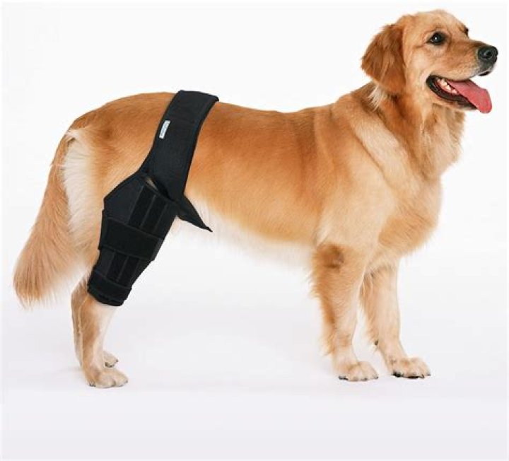 Do vets recommend knee braces for dogs?