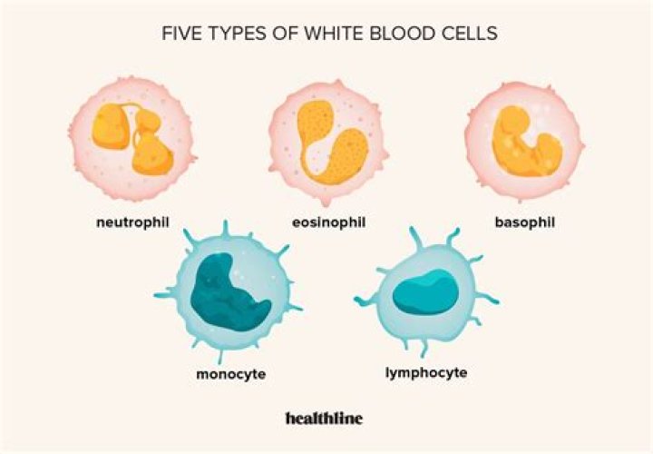 Do white blood cells have all organelles?