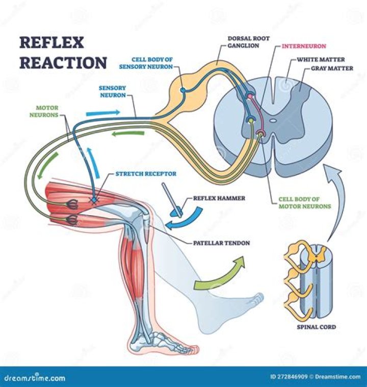 Do you have reflexes with epidural?