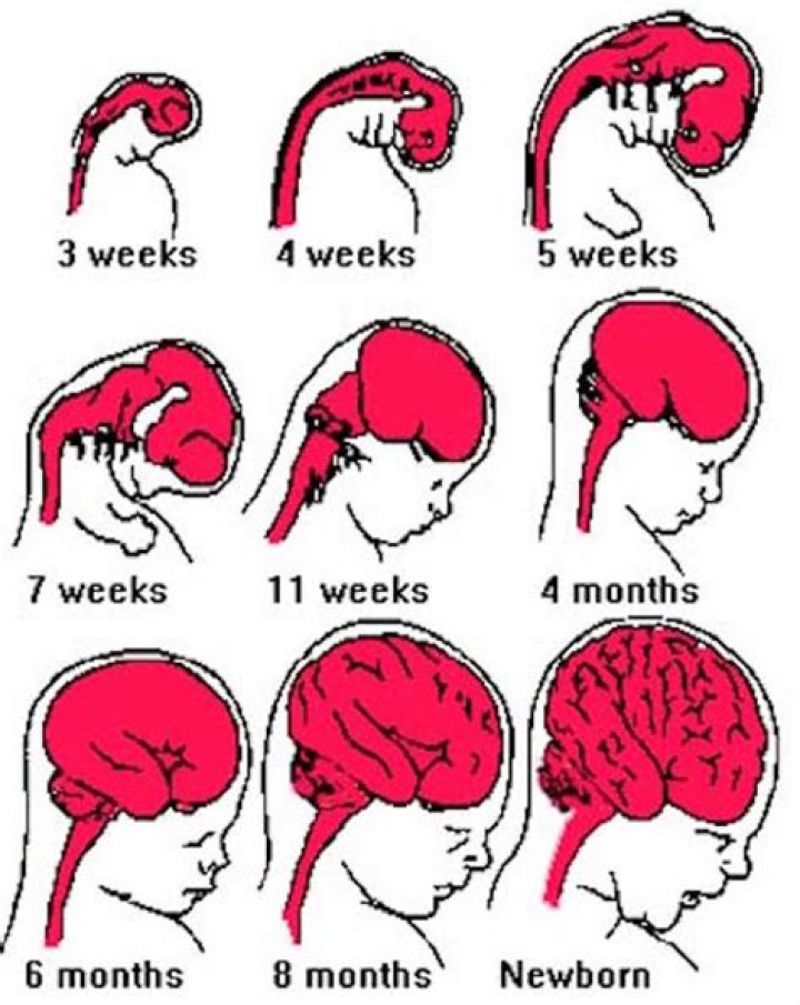 Does a fetus have a brain at 6 weeks?