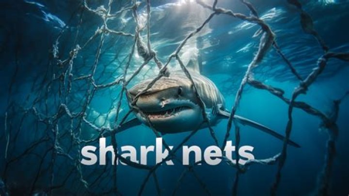Does America have shark nets?