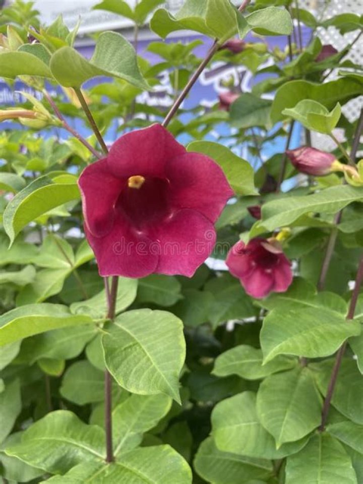 Does an Allamanda need a trellis?