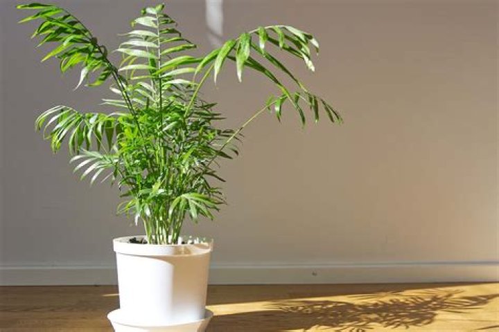 Does Chamaedorea elegans need sunlight?
