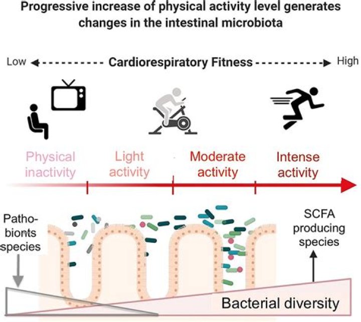 Does exercise affect gut flora?