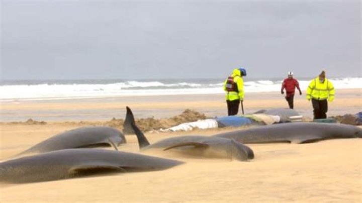 Does Galveston beach have whales?
