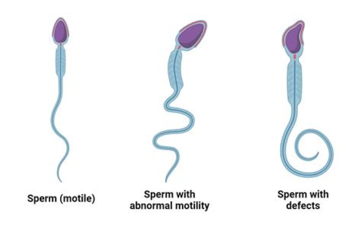 Does sperm and egg have to be compatible?
