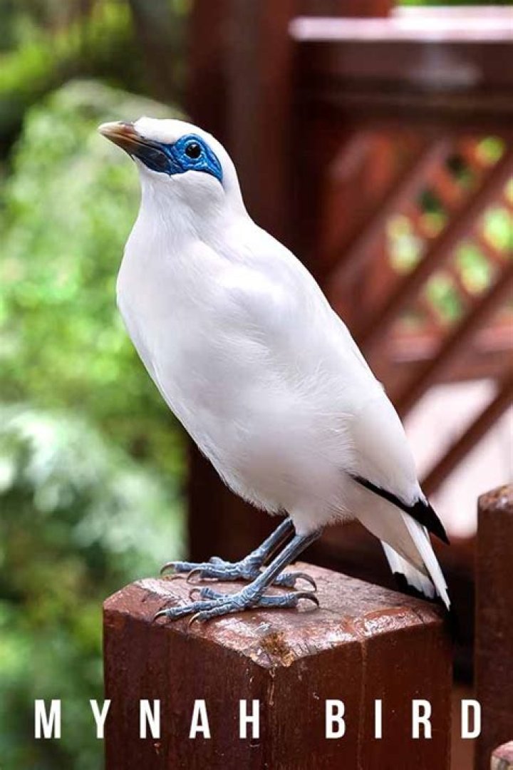 Does the mynah bird talk?