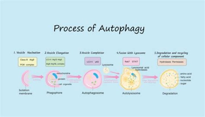 Does water stop autophagy?