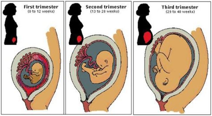 Does your uterus get bigger with twins?