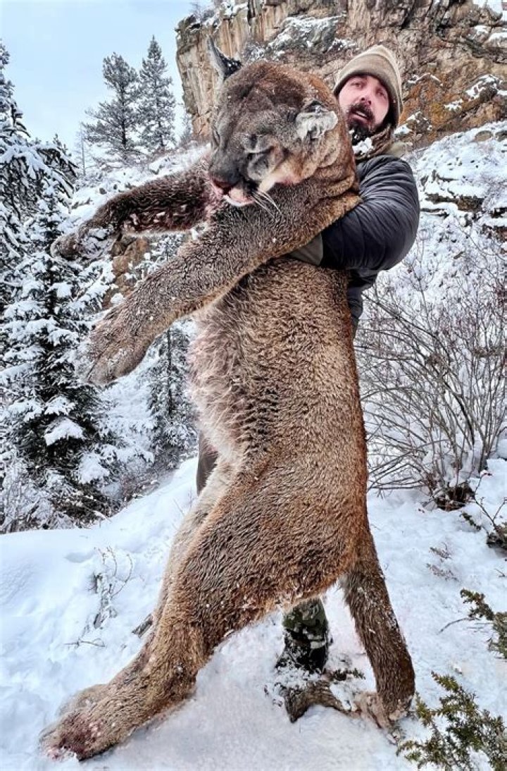 Has anyone been killed by a mountain lion?