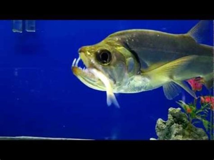 How big do red tail payara get?