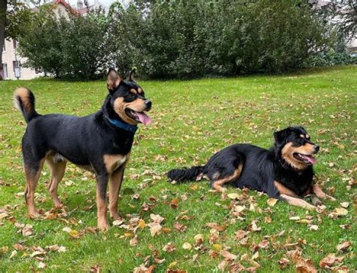 How big do Rottweiler husky mixes get?