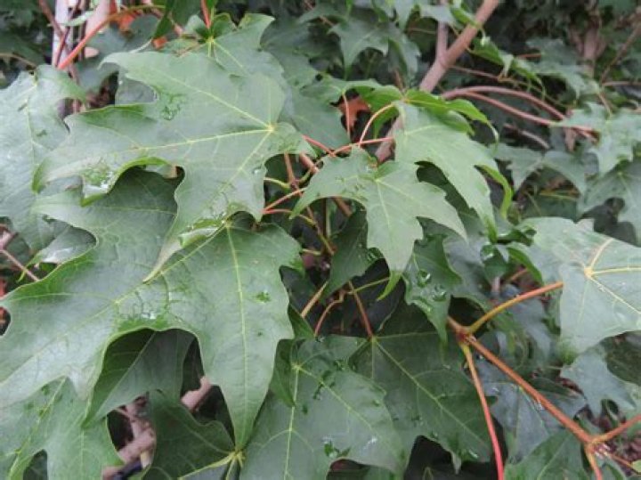 How big does a Green Mountain Sugar Maple get?