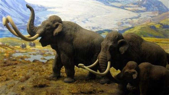How big is mammoth poop?