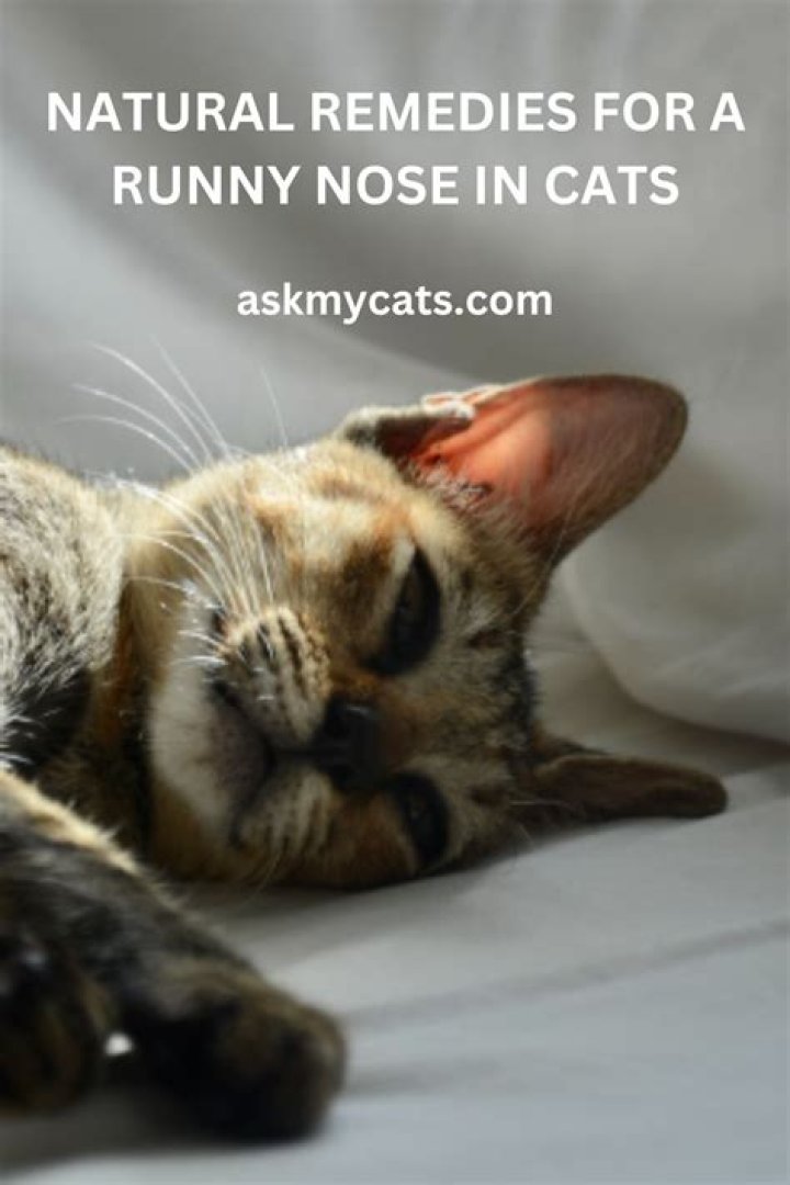 How can I stop my cats runny nose?