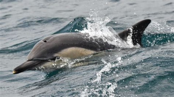 How can I work with marine mammals?
