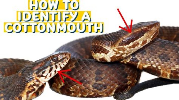 How can you tell if a baby is cottonmouth?