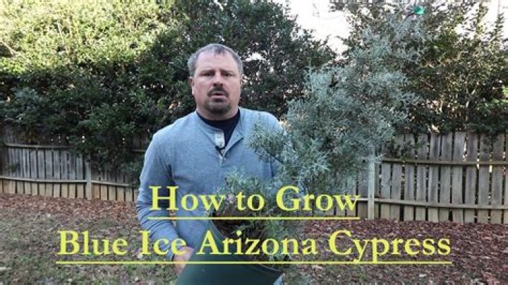 How do Arizona cypress grow blue ice?