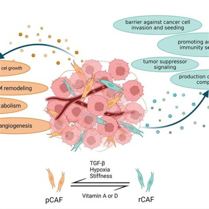 How do carcinoma associated fibroblasts CAFs promote tumor vascularization and angiogenesis?