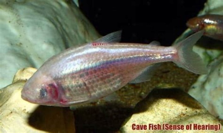 How do Cavefish hear?