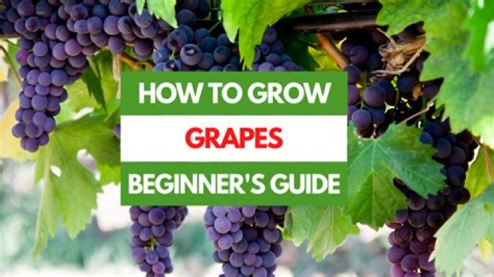 How do grapes grow step by step?