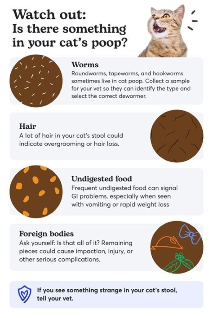 How do I know if my rat is stressed?