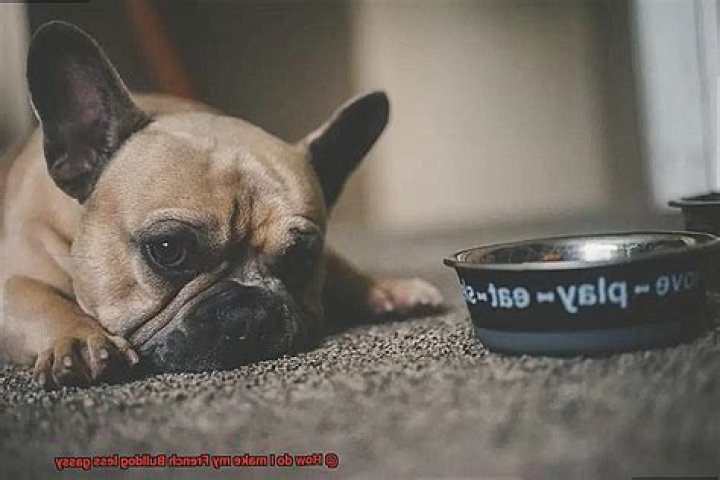 How do I make my French bulldog less gassy?