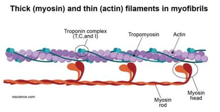 How do myosin and actin work together?