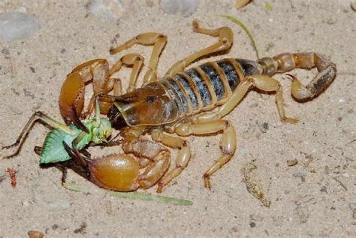 How do scorpions hunt their prey?