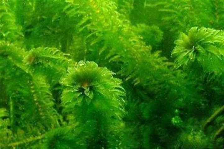 How do you care for elodea densa?