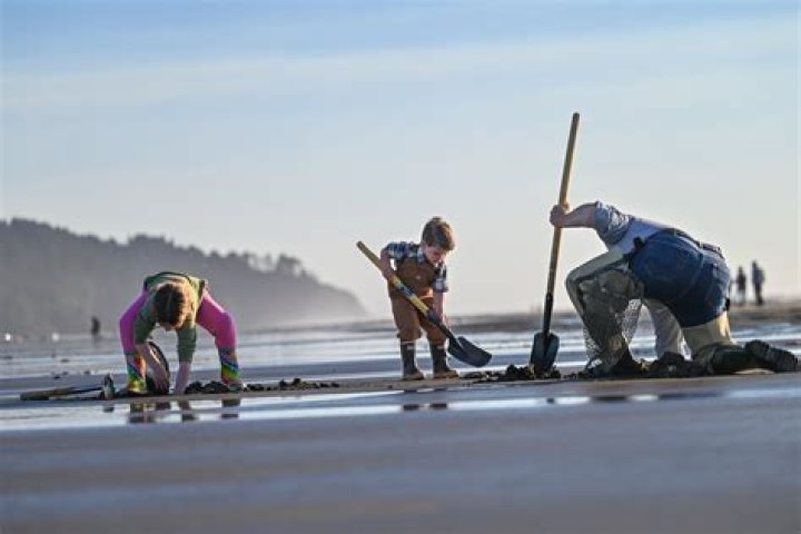 How do you dig up razor clams?