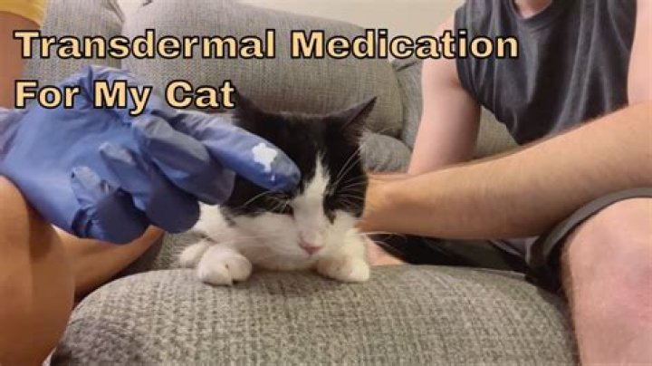 How do you give a cat transdermal methimazole?