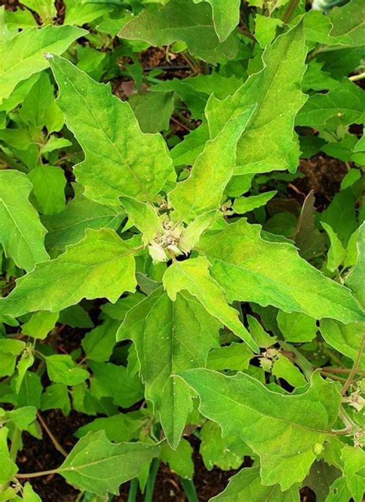 How do you grow Huauzontles in the UK?