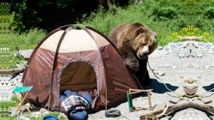 How do you keep bears away from food when backpacking?