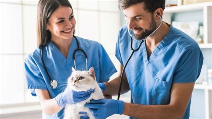 How do you know if a vet is USDA accredited?