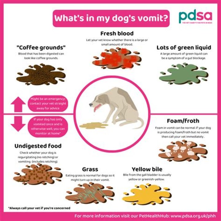 How do you know if your dog has a stomach bug?