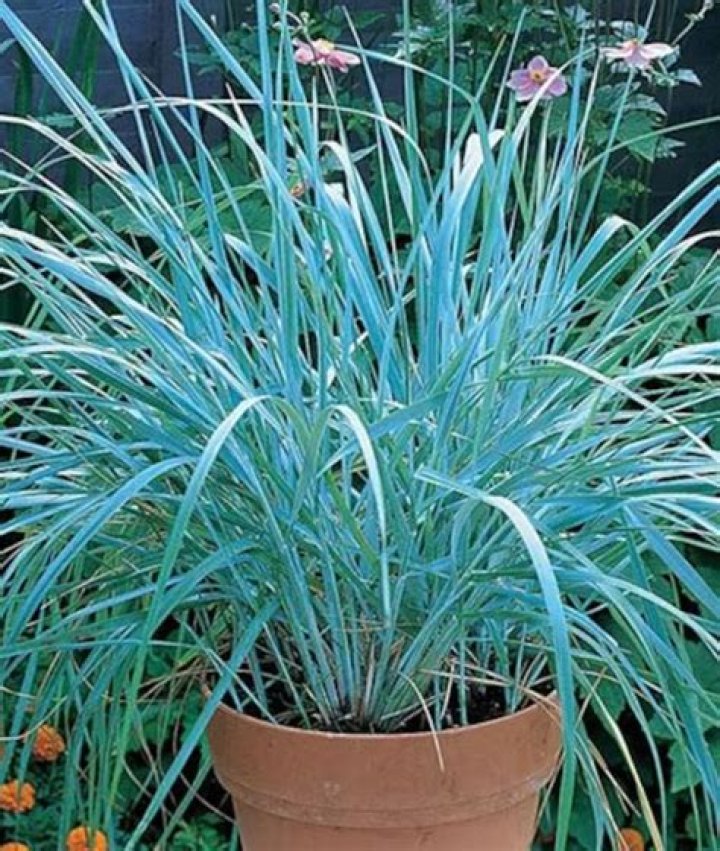 How do you plant blue dune grass?