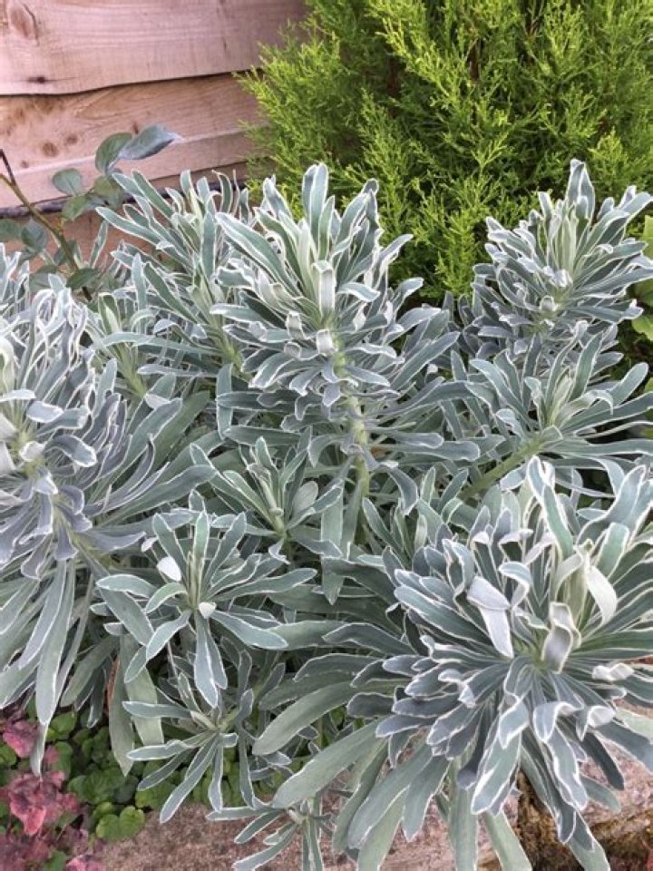 How do you prune euphorbia Glacier Blue?