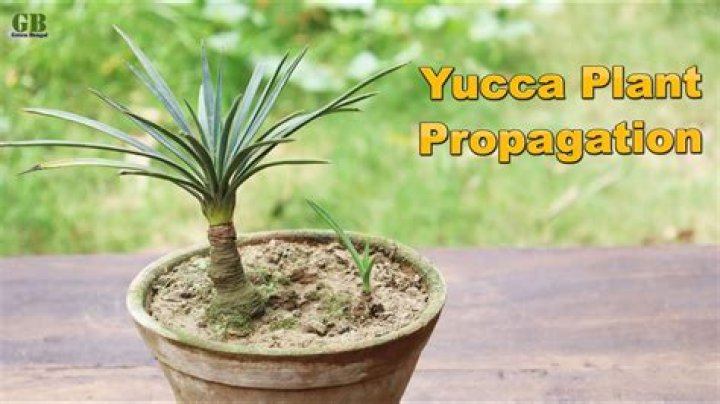 How do you start a yucca plant from seed?