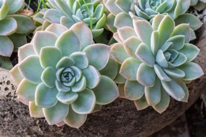 How do you take care of an Echeveria plant?