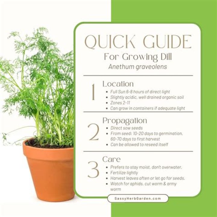 How do you take care of dill herb?