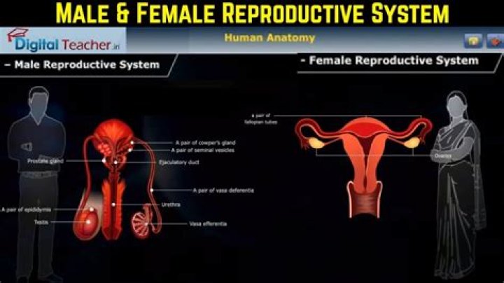 How do you take care of the male and female reproductive system?