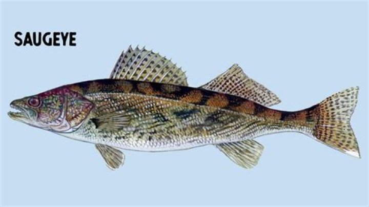 How do you tell a sauger from a saugeye?