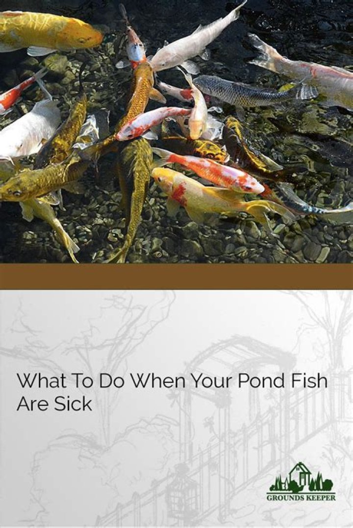 How do you treat a sick pond fish?