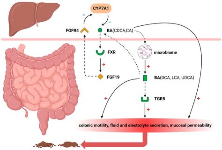 How do you treat bile acid diarrhea?