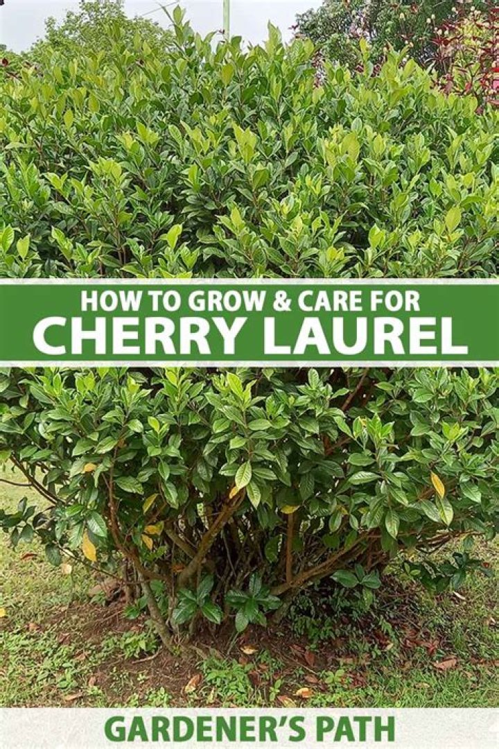How do you treat laurel wilt?