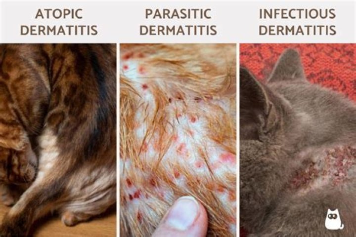 How do you treat miliary dermatitis in cats?