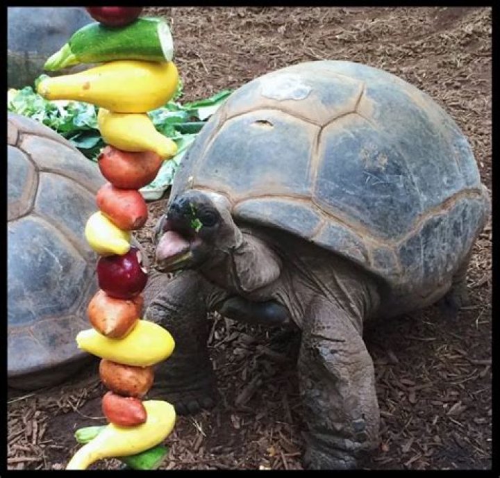How do zoos provide enrichment?