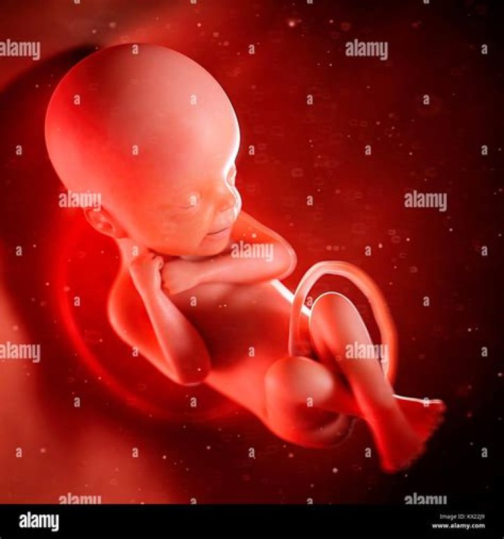 How does a 24 weeks old fetus look like?