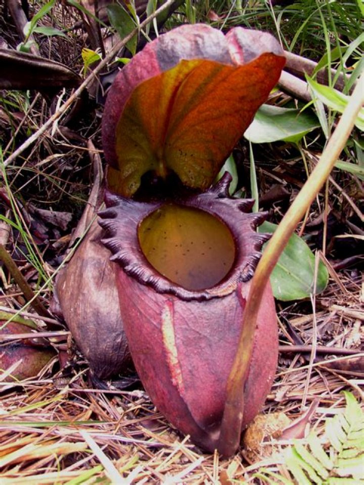 How does a pitcher plant eat its prey?